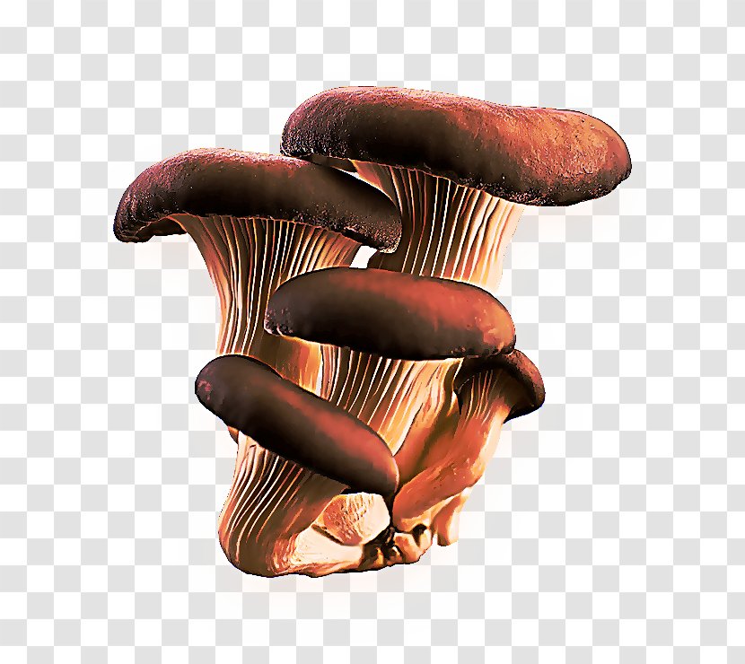 Mushroom Cartoon - Agaricus - Shiitake Agaric Transparent PNG