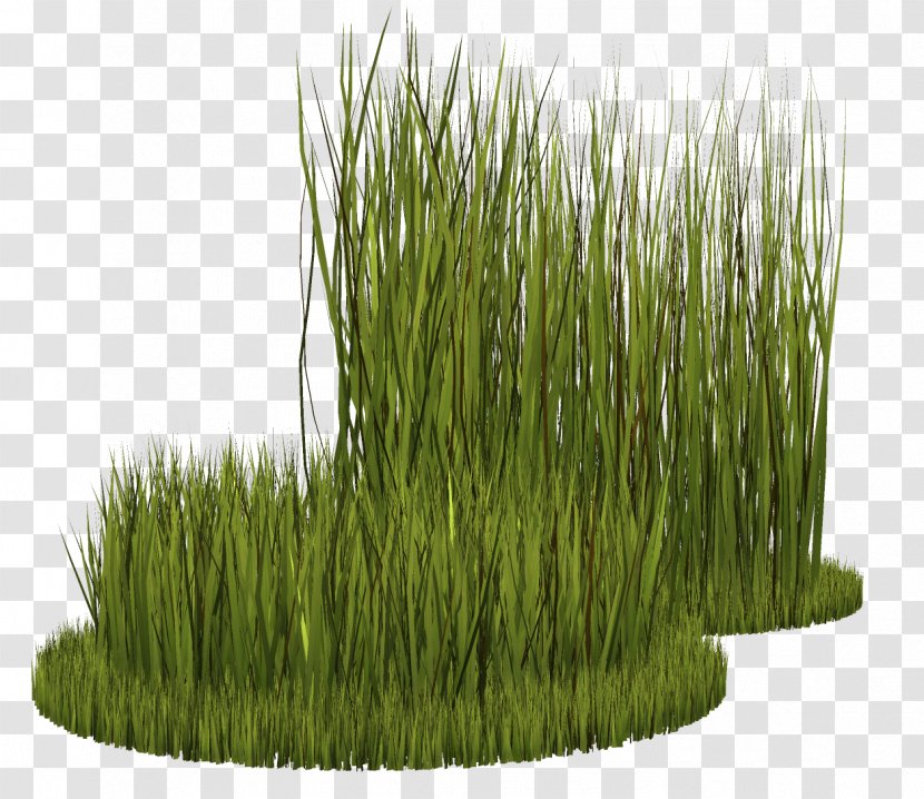 Grasses Plant Ryegrass - Painting - Grass Transparent PNG