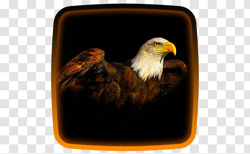 Bald Eagle Bird Desktop Wallpaper Image - Resolution Transparent PNG