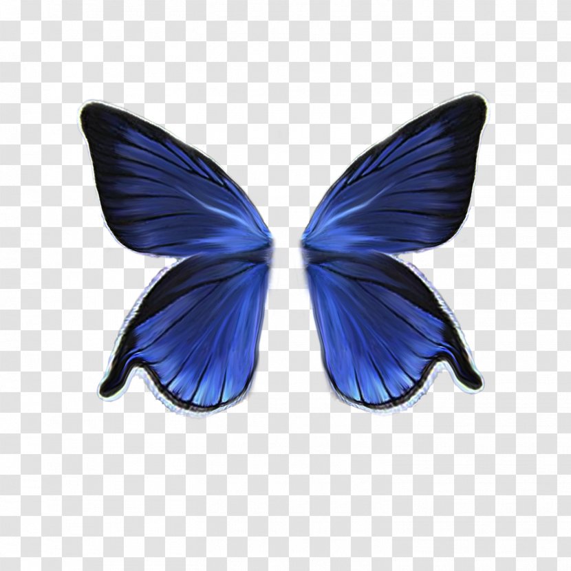 Drawing - Butterfly - Wings Transparent PNG