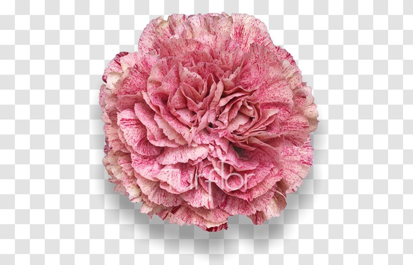 Carnation Cabbage Rose Cut Flowers Pink M - Samai Transparent PNG