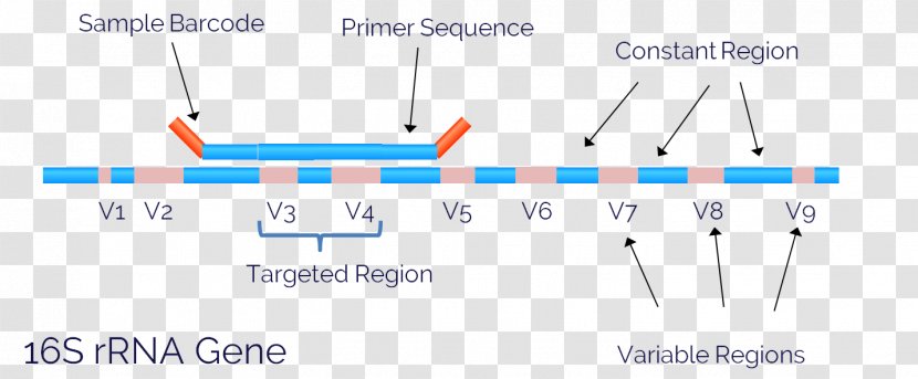 18S Ribosomal RNA 16S DNA Sequencing - Triangle - Parallel Transparent PNG
