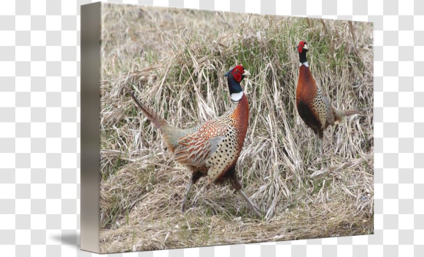 Pheasant Gallery Wrap Fauna Ecosystem Canvas - Phasianidae - Feather Transparent PNG