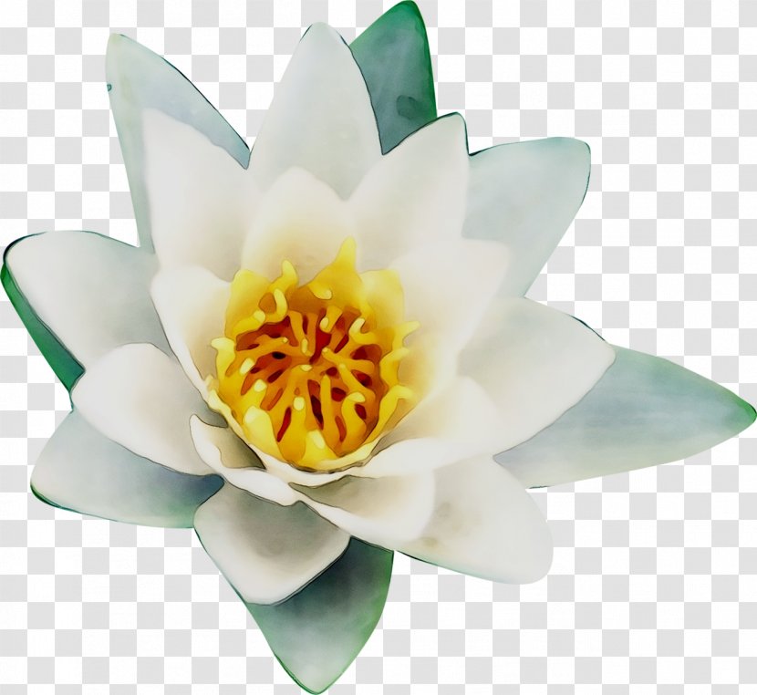 Cut Flowers Flowering Plant Plants - Lotus - Water Lily Transparent PNG