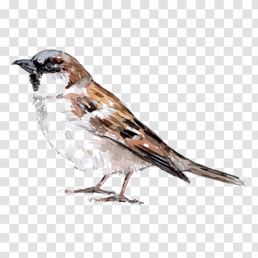 House Sparrow Bird Image American Sparrows - Finch Transparent PNG
