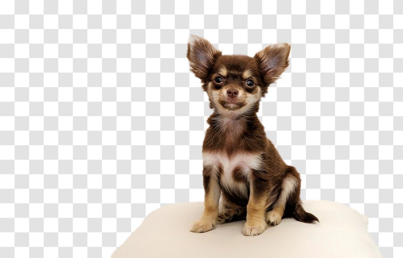 Chihuahua Puppy Yorkshire Terrier Maltese Dog Pet - Emotional Support Animal Transparent PNG