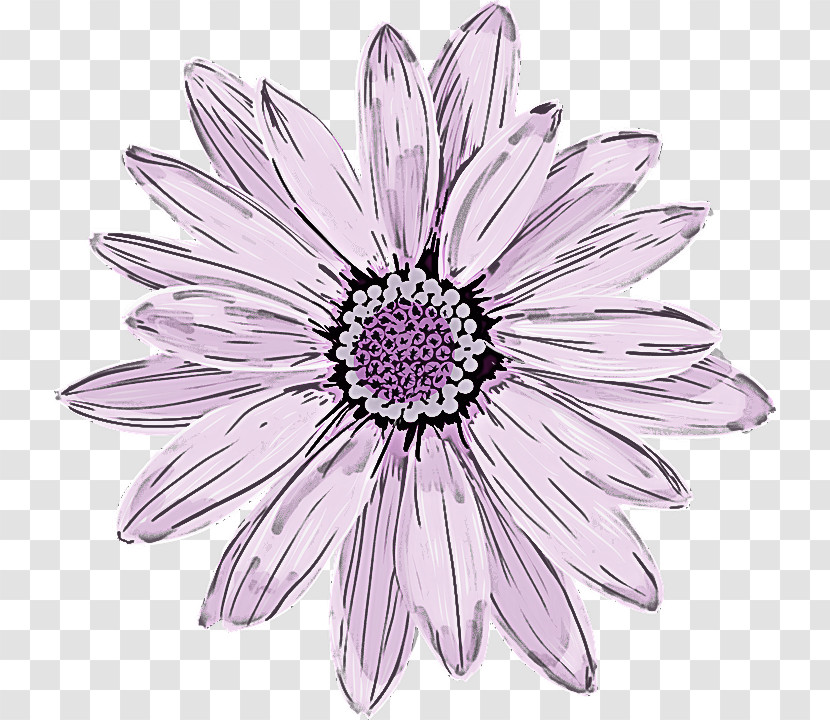 Flower Petal African Daisy Pink Plant Transparent PNG