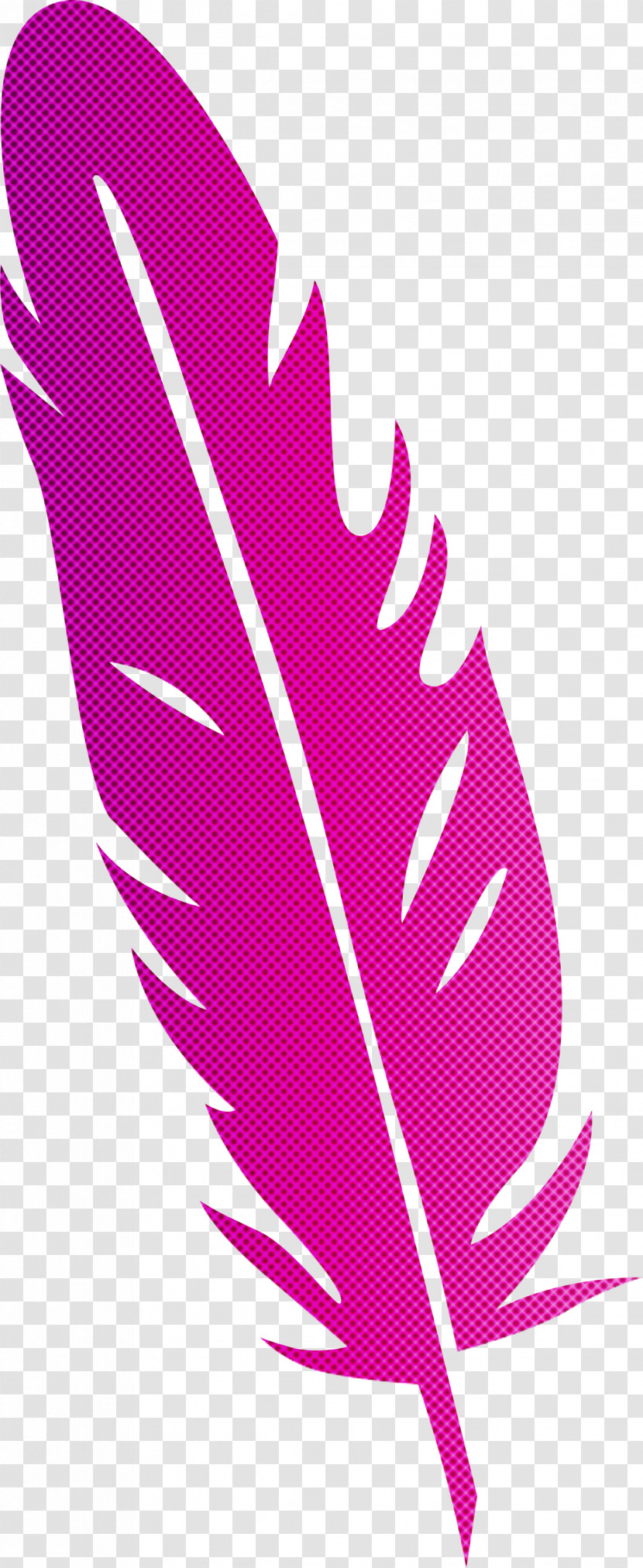 Feather Transparent PNG