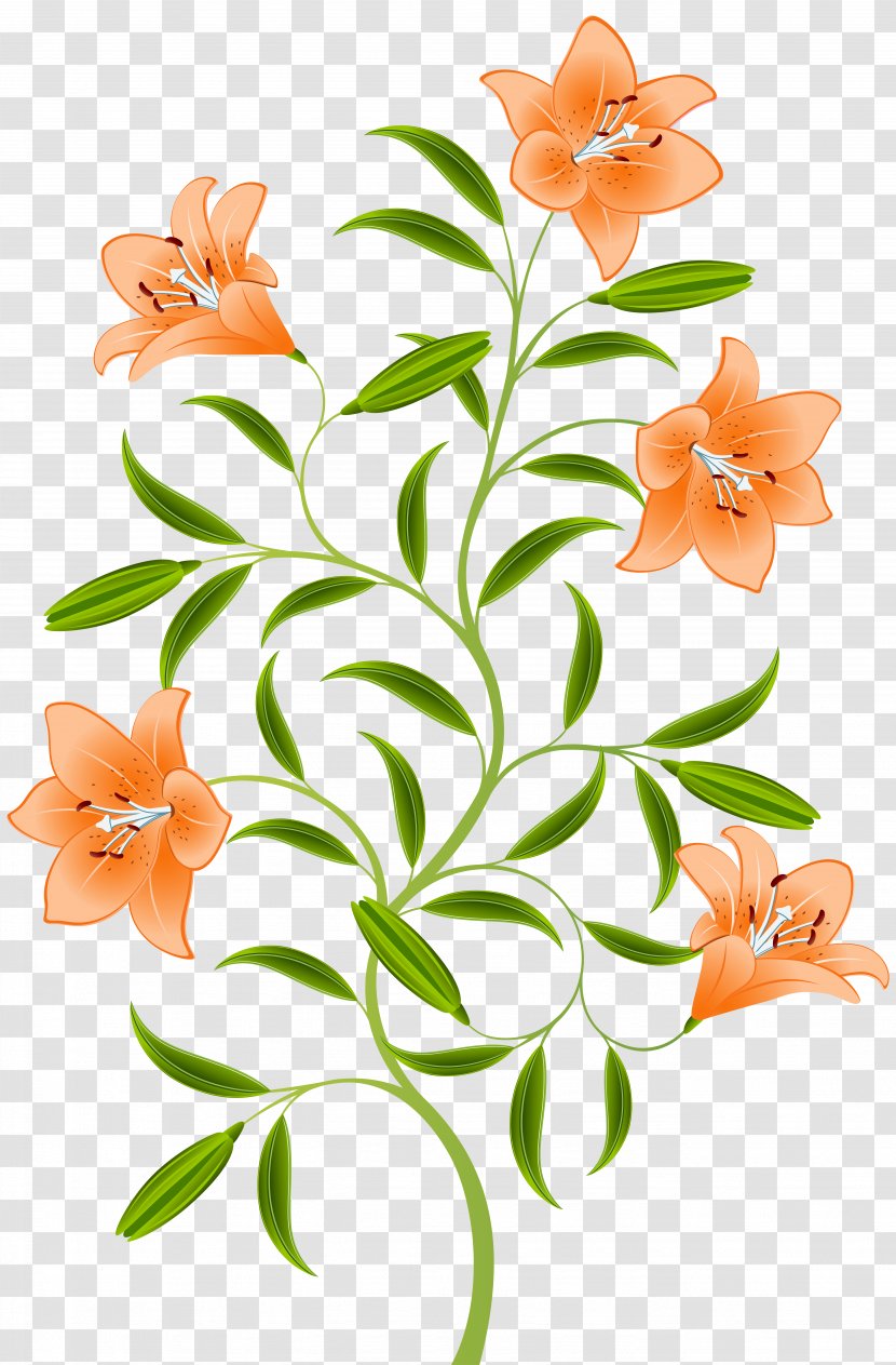 Orange Lilium Bulbiferum Hemerocallis Fulva Tiger Lily - Flower Arranging - Clip Art Image Transparent PNG