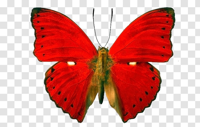 Butterfly Insect Blood-red Glider Owl Butterflies Morpho - Moth Transparent PNG