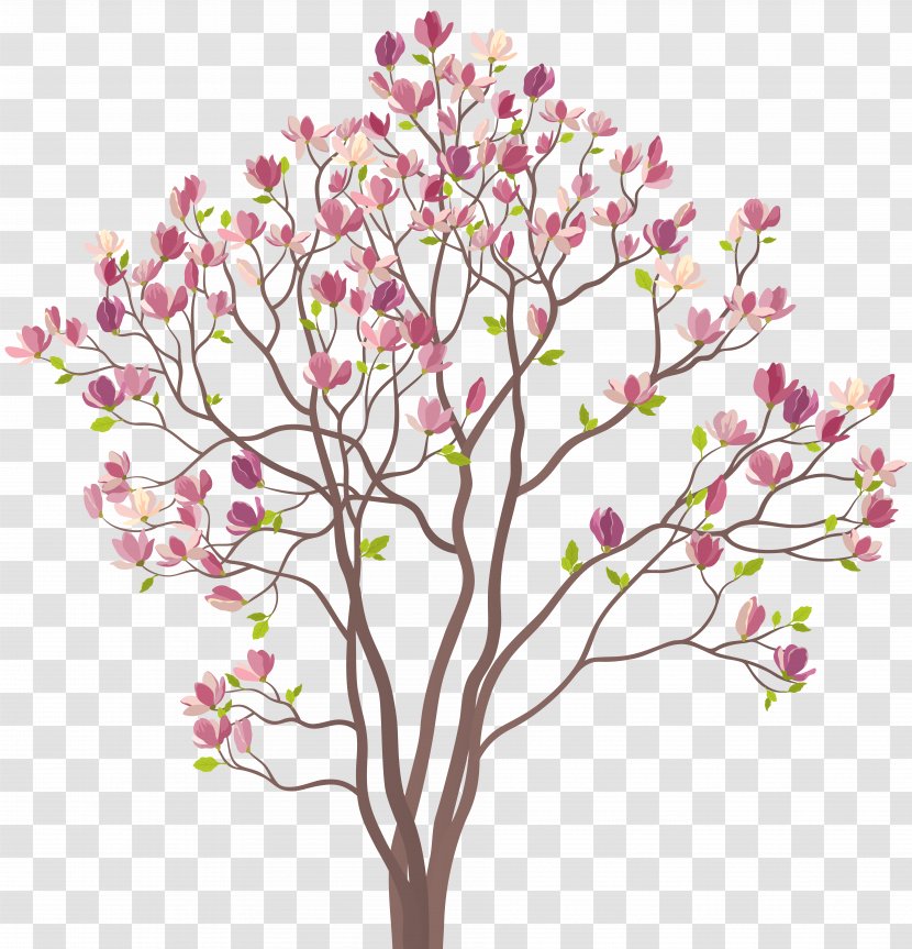 Southern Magnolia Chinese Drawing Clip Art - Flowering Plant - Flower Transparent PNG
