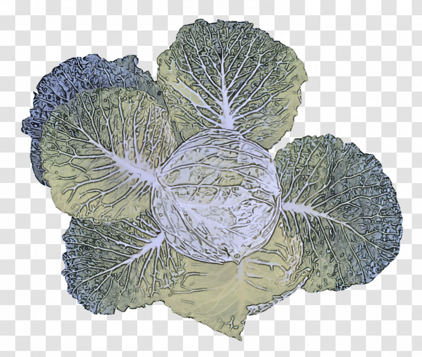 Cabbage Ingredient Ground Meat Mold Potato Transparent PNG