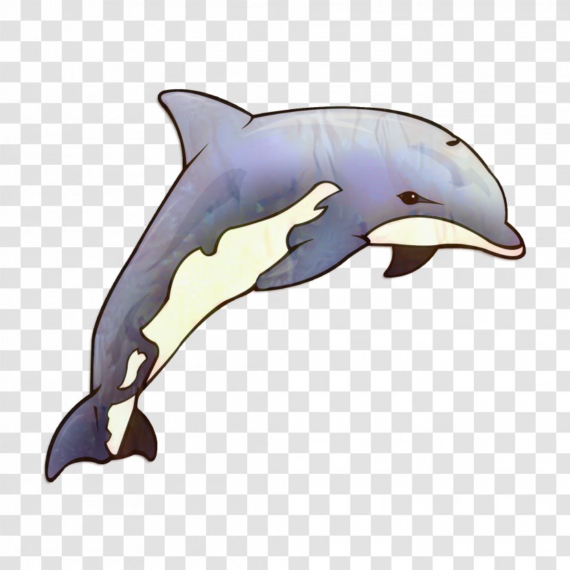 Common Bottlenose Dolphin Short-beaked Tucuxi Rough-toothed Wholphin - Shortbeaked - Porpoise Transparent PNG