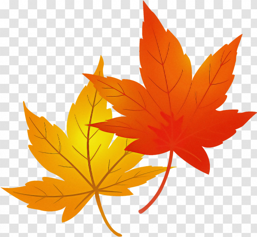 Maple Leaves Autumn Leaves Transparent PNG