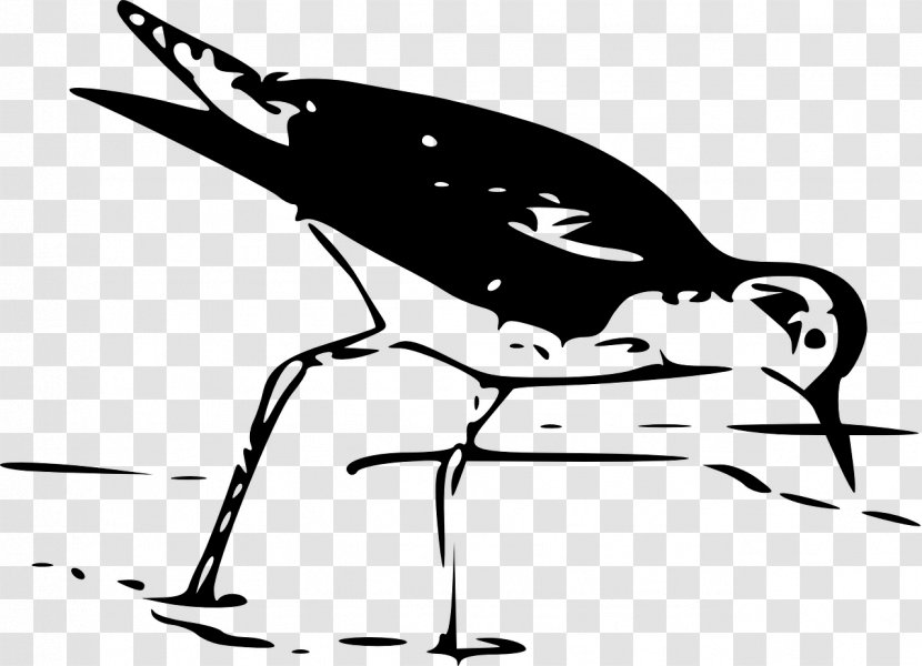 Bird Download Clip Art - Beak Transparent PNG