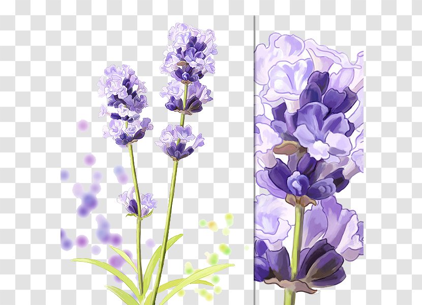 Hyacinthus Orientalis Purple Download Cartoon - Painting - Lavender Transparent PNG