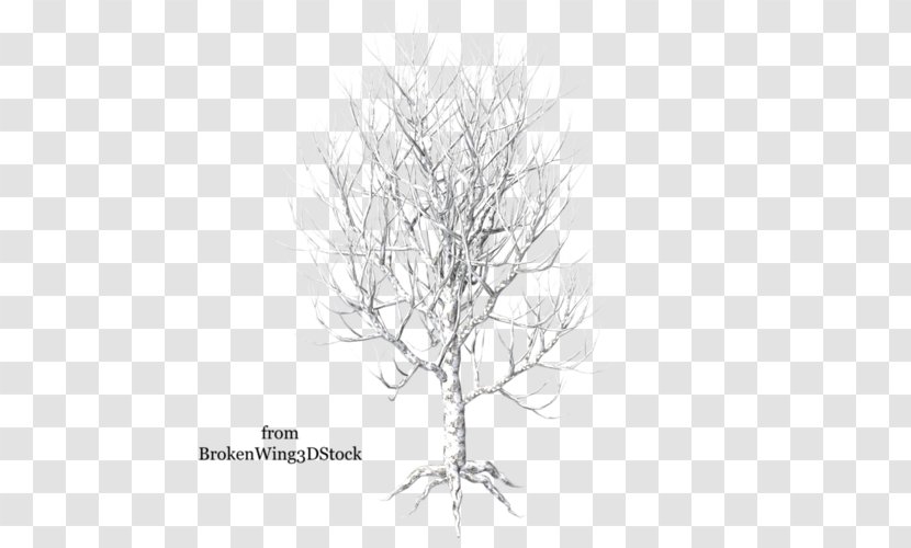 Twig Paper Birch Betula Pubescens Branch Tree - Drawing Transparent PNG
