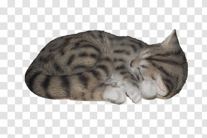 Tabby Cat Kitten Art All Pets Considered - Dog - Sleep Transparent PNG