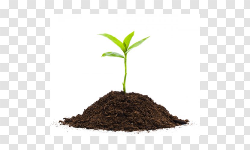 Seedling Plants Soil Image - Seed Transparent PNG