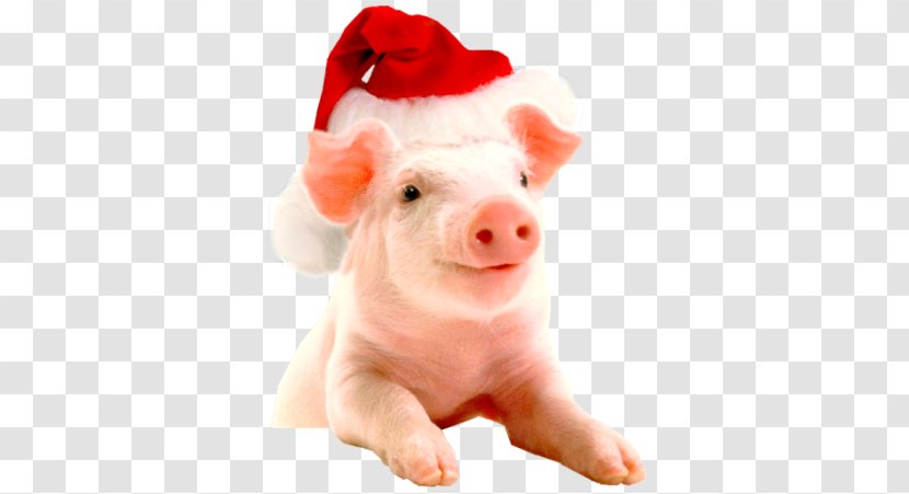 Vietnamese Pot-bellied Christmas Hogs And Pigs Farm New Year Transparent PNG