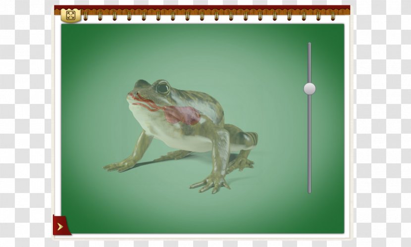 Lizard Amphibian Reptile Frog Gecko - Fauna - Dubai Transparent PNG