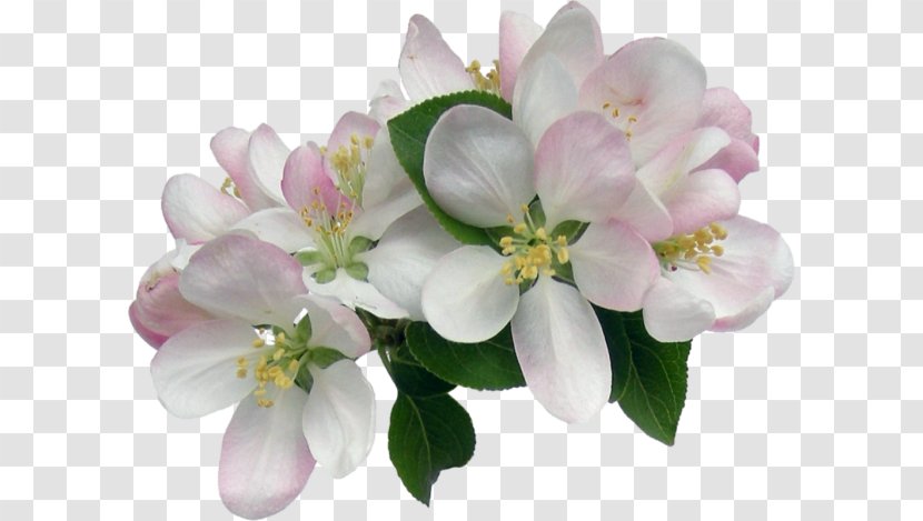 Cut Flowers Floral Design Clip Art Petal - Flower Bouquet Transparent PNG