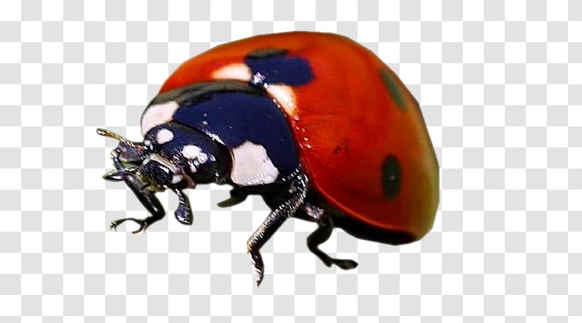 Dung Beetle Weevil Scarab Helmet - Scarabs Transparent PNG