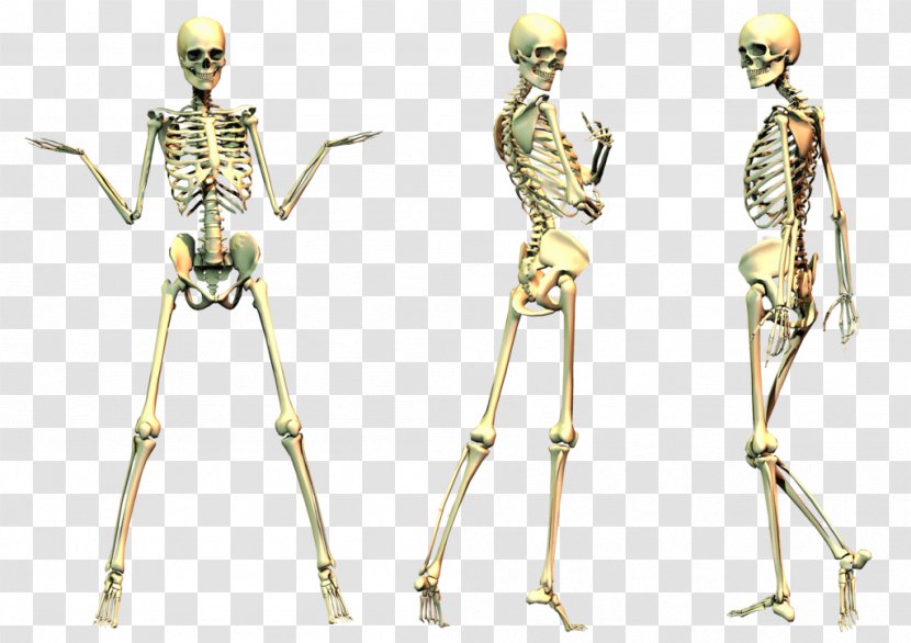Human Skeleton Bone - Neck - File Transparent PNG