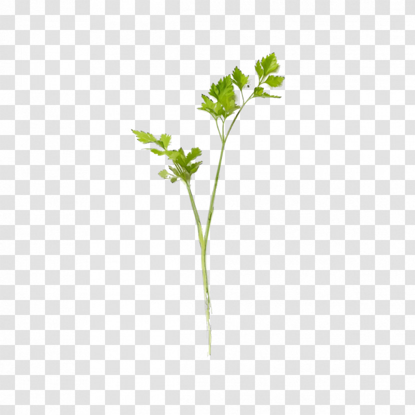 Leaf Plant Stem Leaf Vegetable Flora Herb Transparent PNG