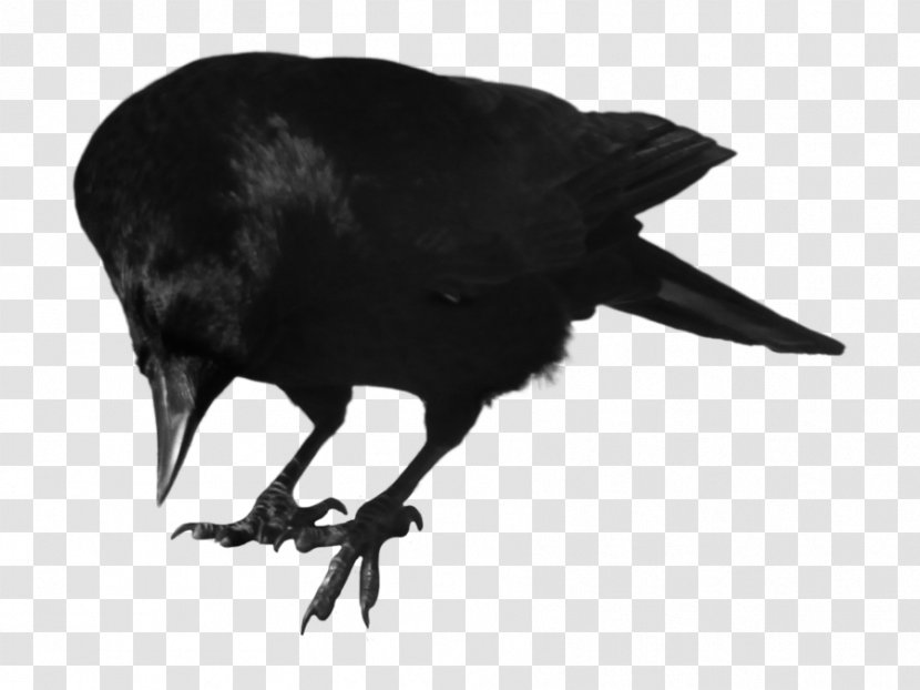 Crows Itachi Uchiha Bird Clip Art - Royaltyfree - Crow Transparent PNG