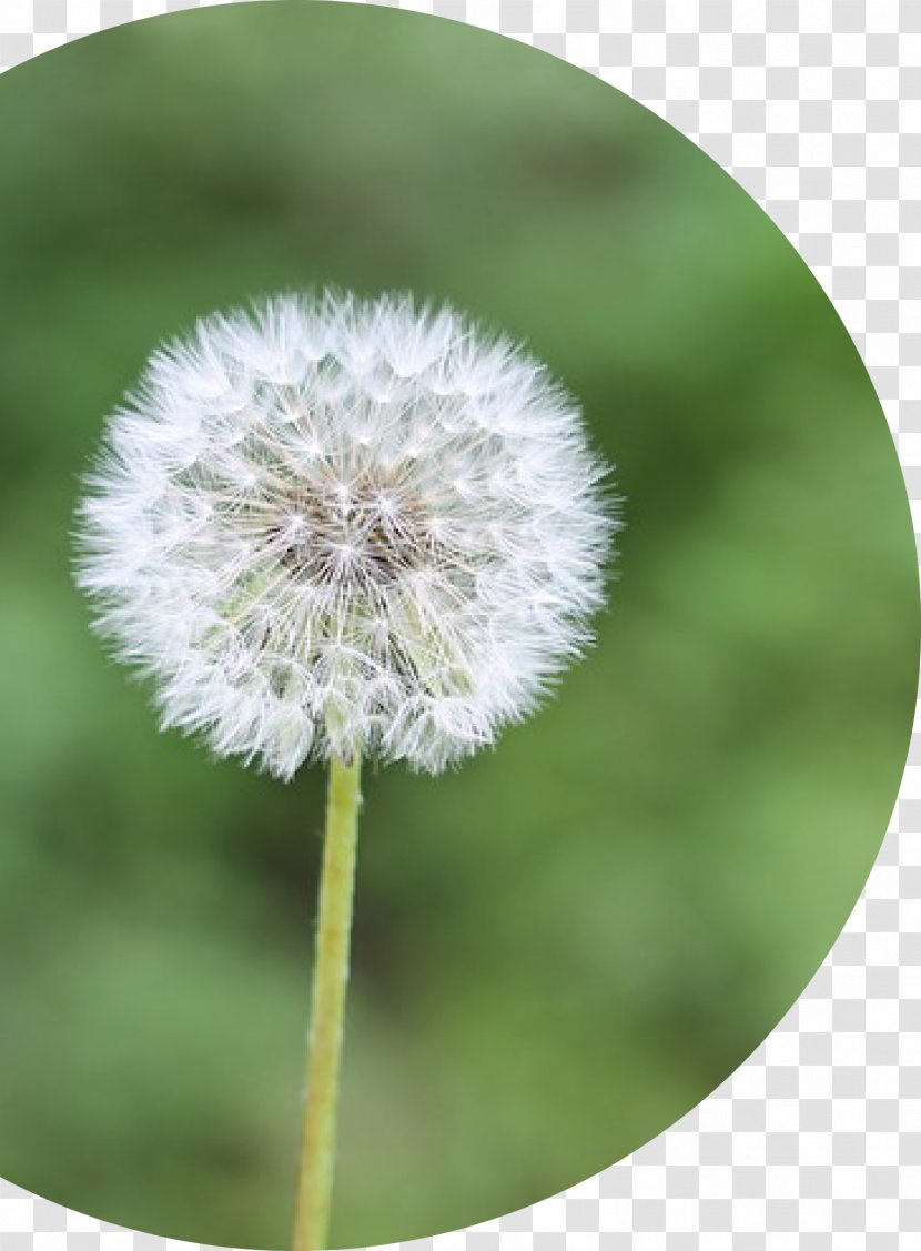 Allergy Hay Fever Rhinitis Flower Pollen Transparent PNG