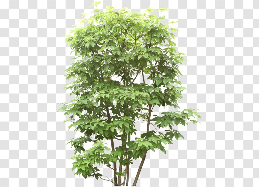 File Format Tree Branch Download - Image Formats - Woody Plant Transparent PNG