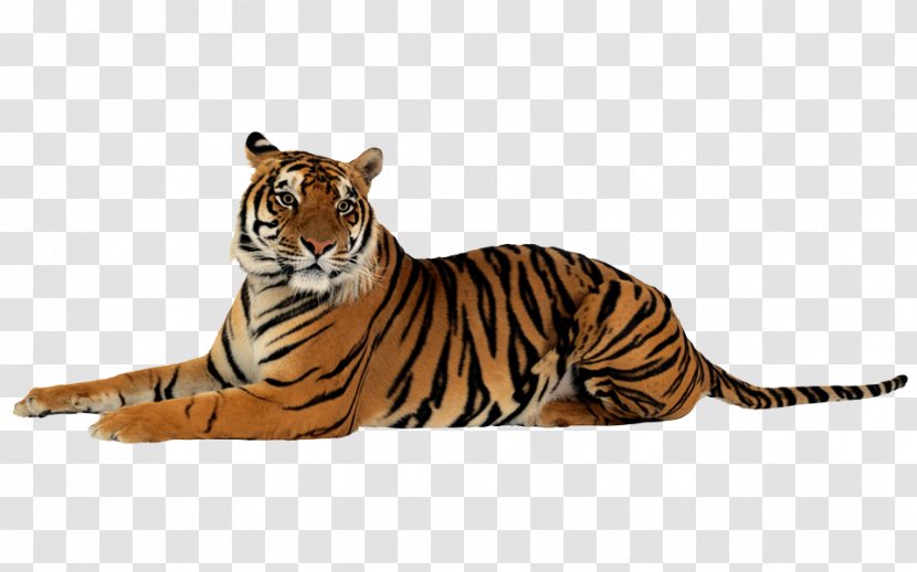 Tiger Felidae Clip Art - Fauna Transparent PNG