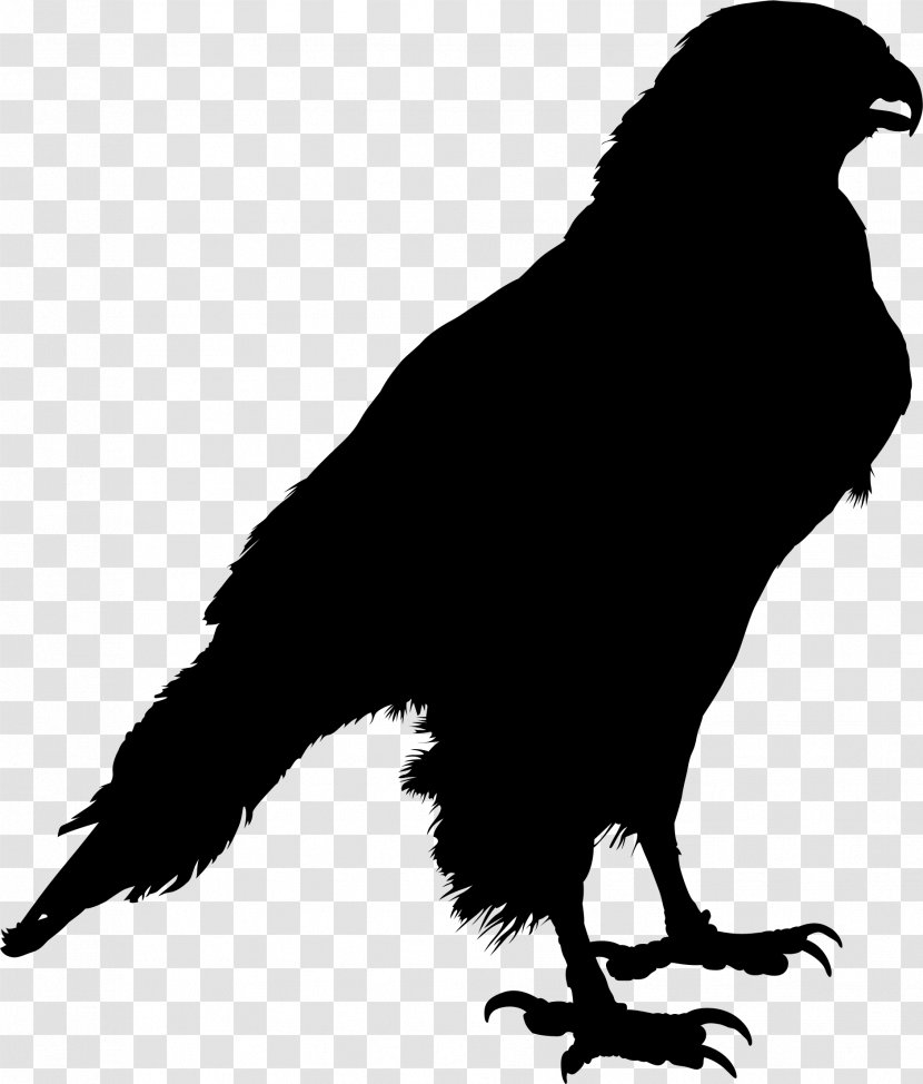 Common Raven Clip Art Silhouette Crow Drawing - Family Transparent PNG