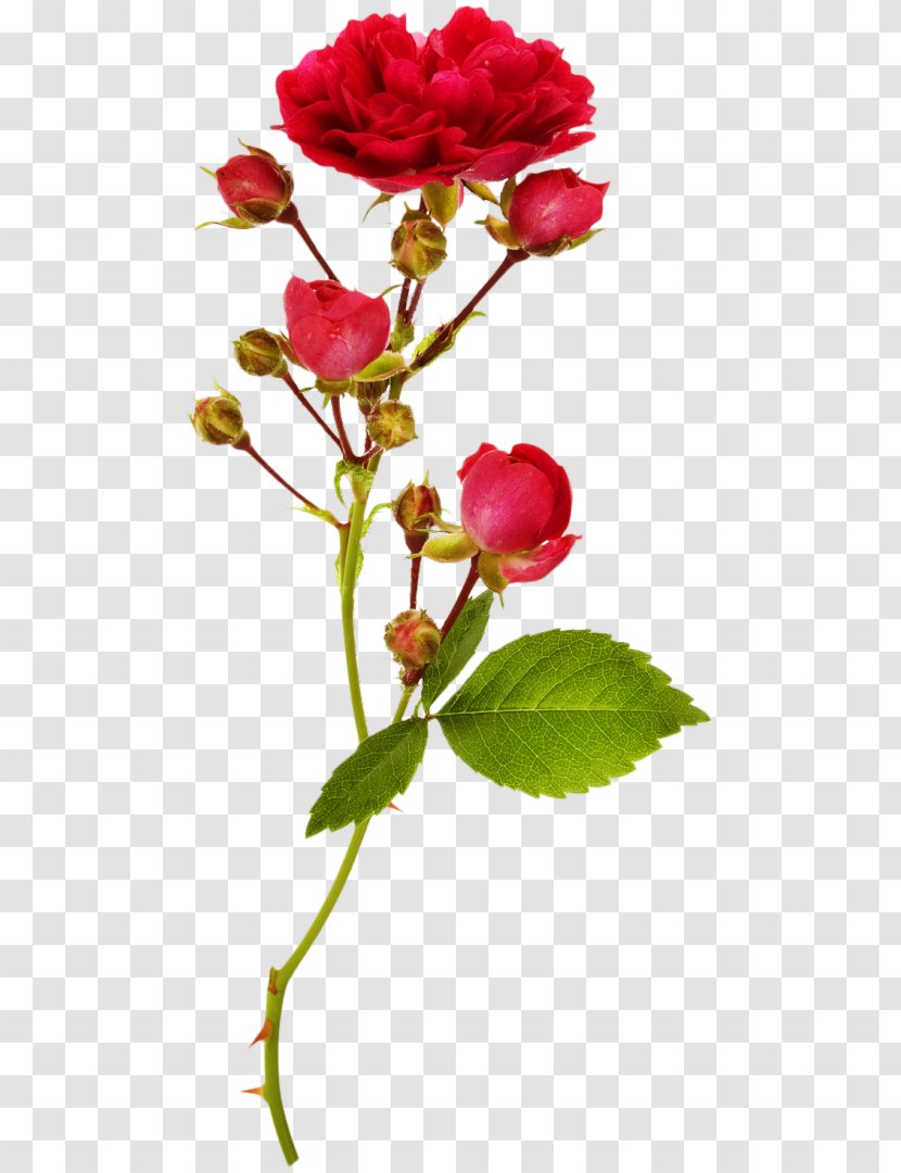 Garden Roses Bud Flower Stock Photography - Leaf - Rose Transparent PNG