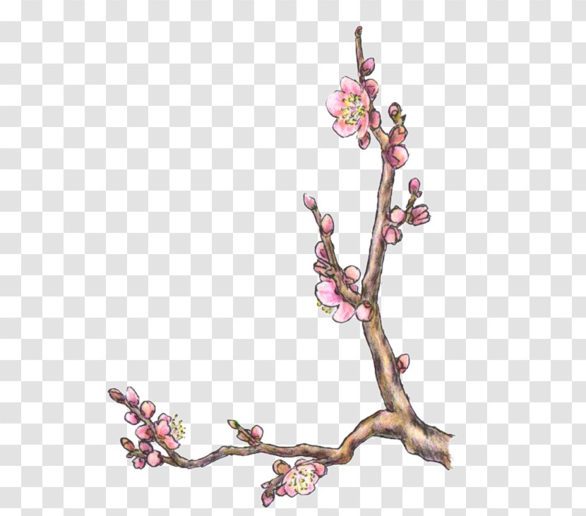 Cherry Blossom ST.AU.150 MIN.V.UNC.NR AD Flowering Plant Transparent PNG