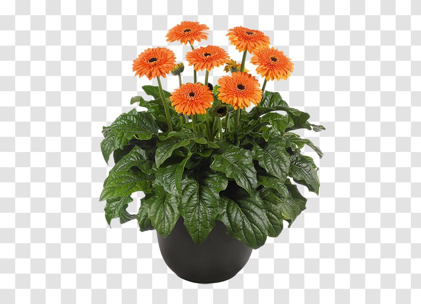 Transvaal Daisy Cut Flowers Great Smoky Mountains Plant - Gerbera Transparent PNG