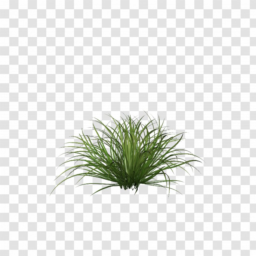 Grasses And Grains Clip Art - Tree - Green Grass Transparent PNG