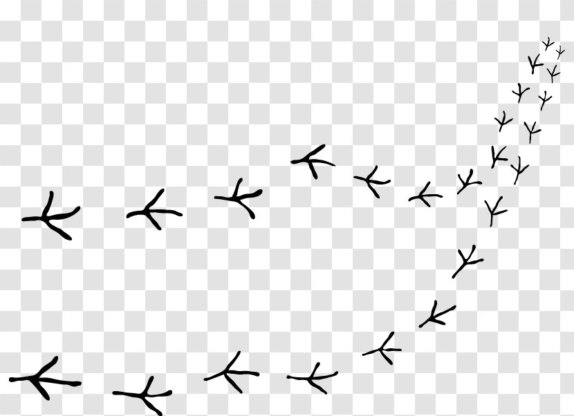 Bird Migration Beak Point Clip Art - White Transparent PNG