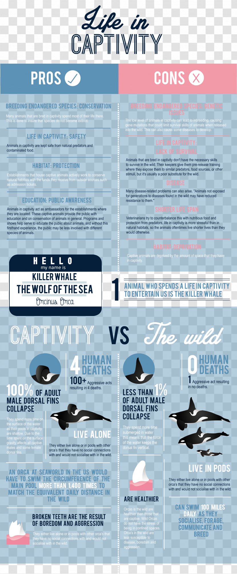 Captive Killer Whales Captivity Zoo Infographic - Seaworld Transparent PNG