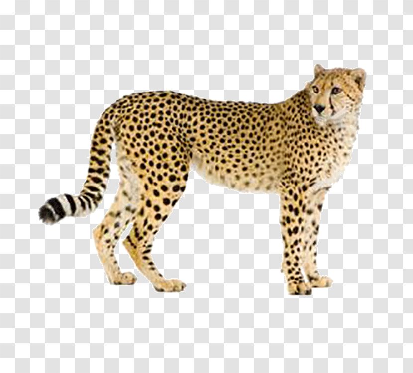 Cheetah Leopard Hyena Cat Eurasian Lynx - Carnivoran Transparent PNG