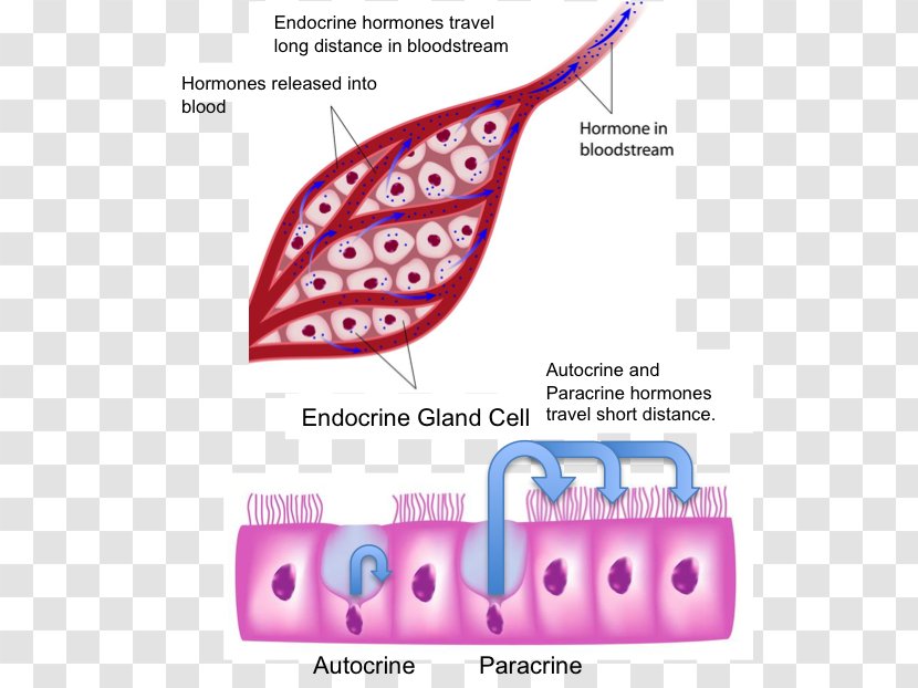 Endocrine Gland System Human Body Hormone - Flower - Glands Transparent PNG