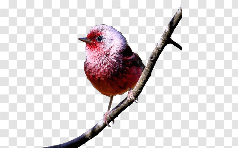Finches American Sparrows Beak Feather Twig - Pumpkins United World Tour 20172018 Transparent PNG
