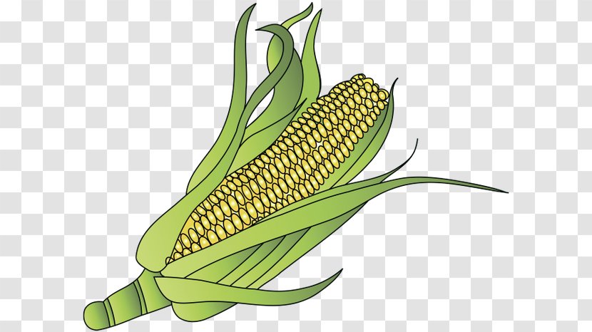 Corn On The Cob Maize Sweet Organic Food - Leaf Transparent PNG