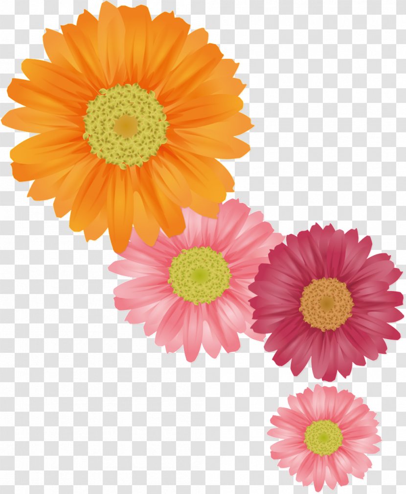 Common Daisy Transvaal Flower Family Chrysanthemum - Cut Flowers Transparent PNG