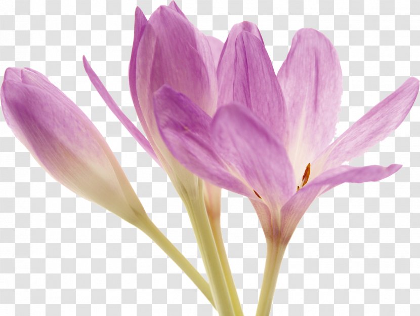 Colchicum Autumnale Flower Colchicine Plant - Purple - Spring Transparent PNG
