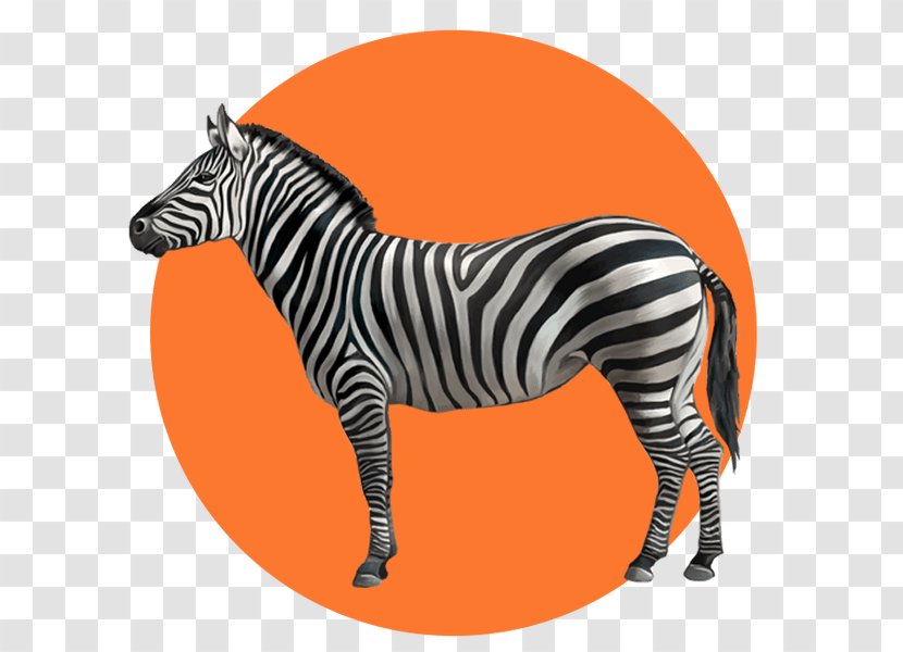 Zebra Cartoon - Wildlife - Quagga Snout Transparent PNG