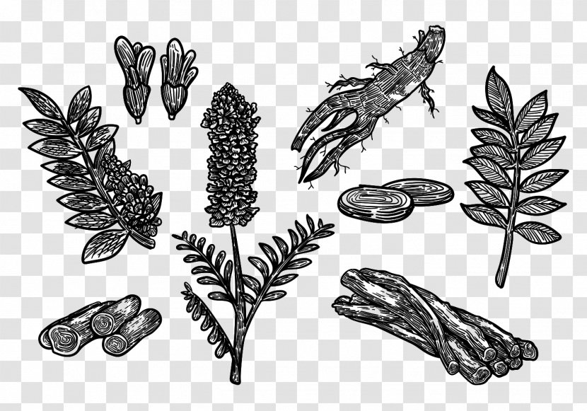 Drawing Liquorice Botanical Illustration - Visual Arts - Plant Transparent PNG