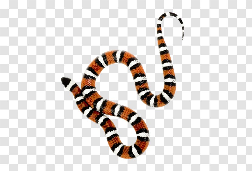 Milk Snake Reptile - Kingsnakes - Snakes Transparent PNG