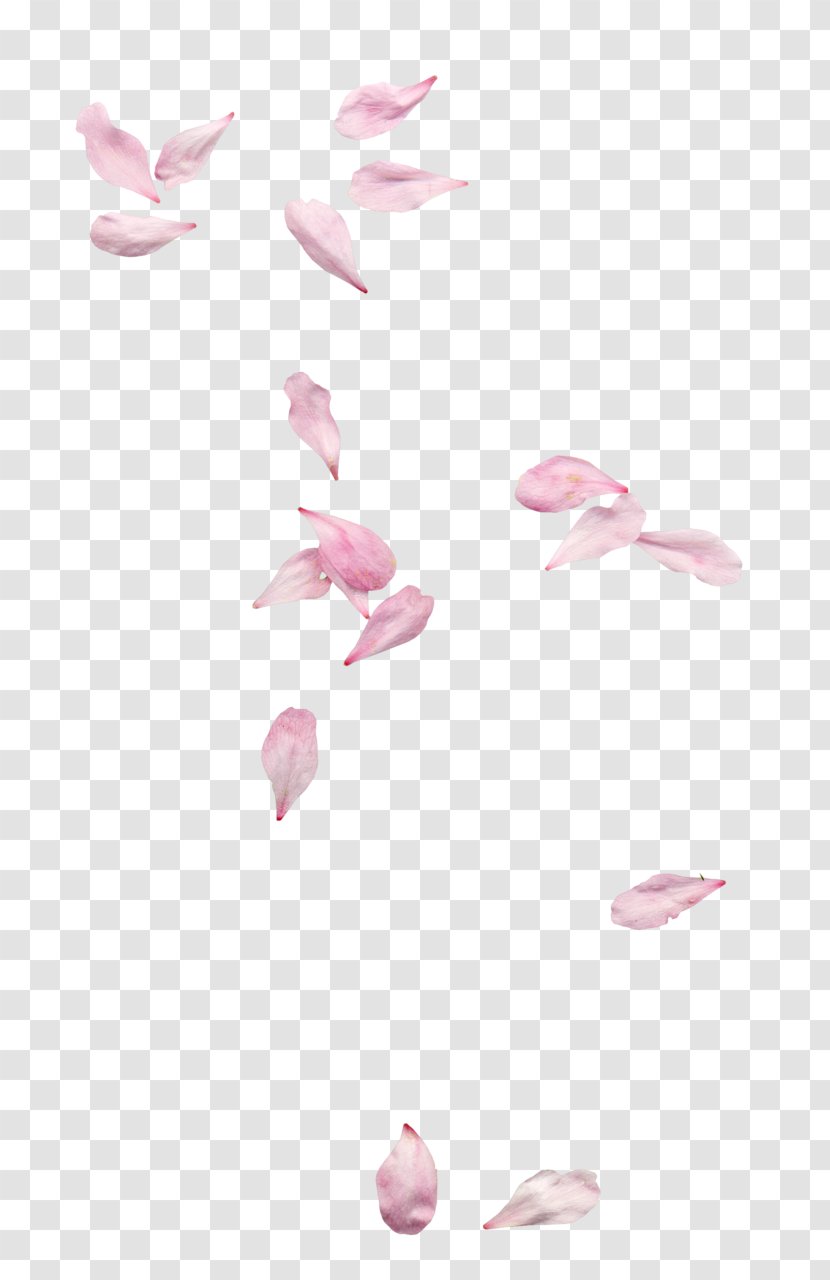 Petal Clip Art - Pink - Flower Transparent PNG